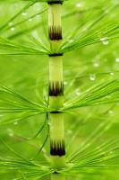 Grande Prêle - détail d'une tige stérile (Equisetum telmateia)